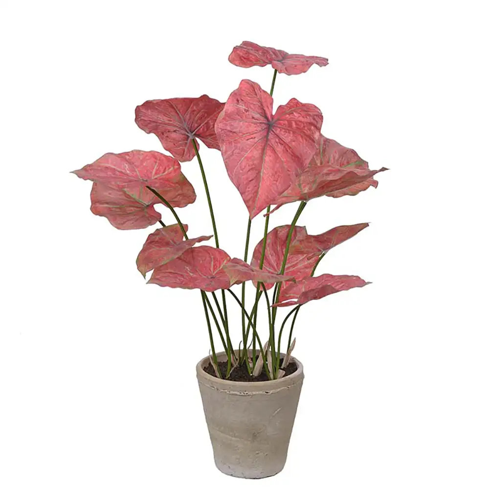 Mr Plant Caladium Krukväxt 80 cm Rosa