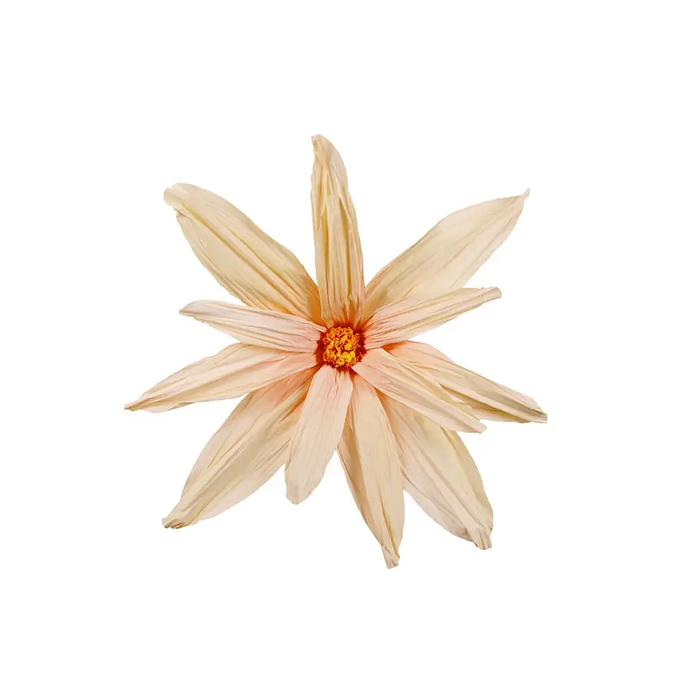 Mr Plant, Blomma Inez vägg Ø90 cm aprikos