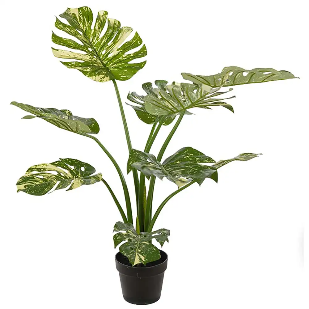 Mr Plant Monstera 90 cm Grön