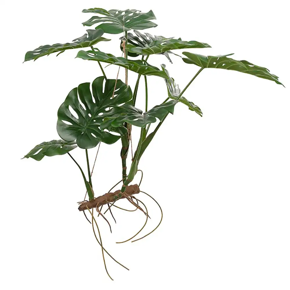 Mr Plant Monstera 70 cm Grön