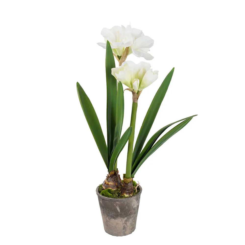 Mr Plant Amaryllis 90 cm Vit