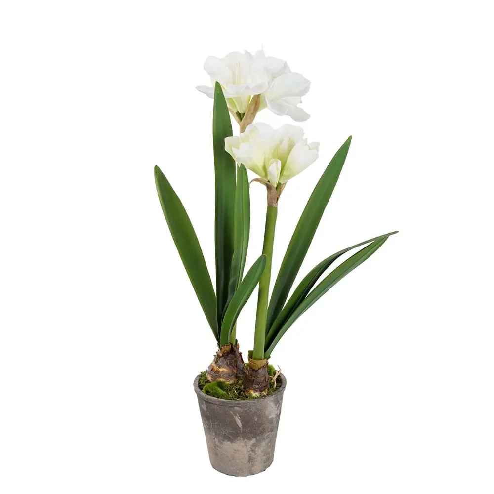 Mr Plant, Amaryllis 90 cm Vit
