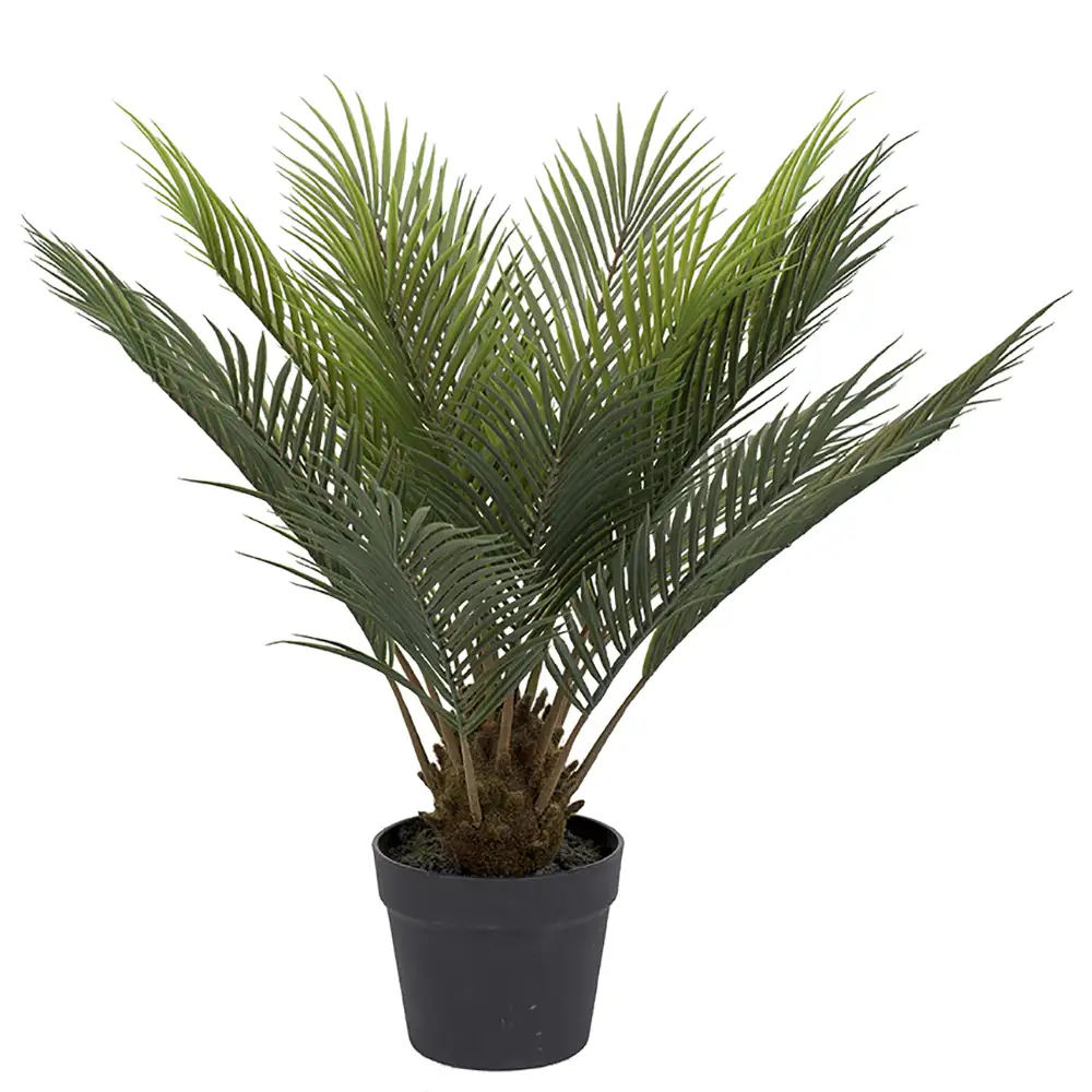 Mr Plant Cycas Krukväxt 60 cm