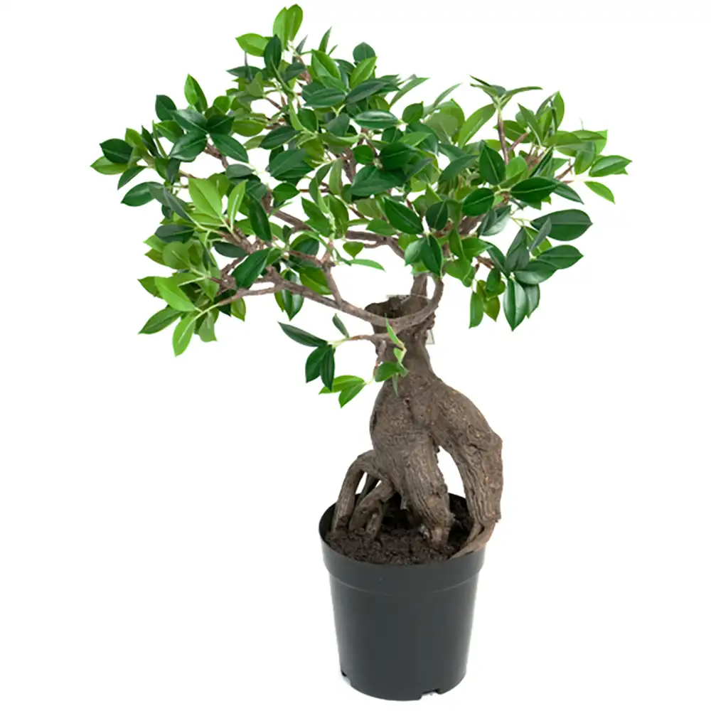 Mr Plant, Fikus Ginseng Krukväxt 50 cm