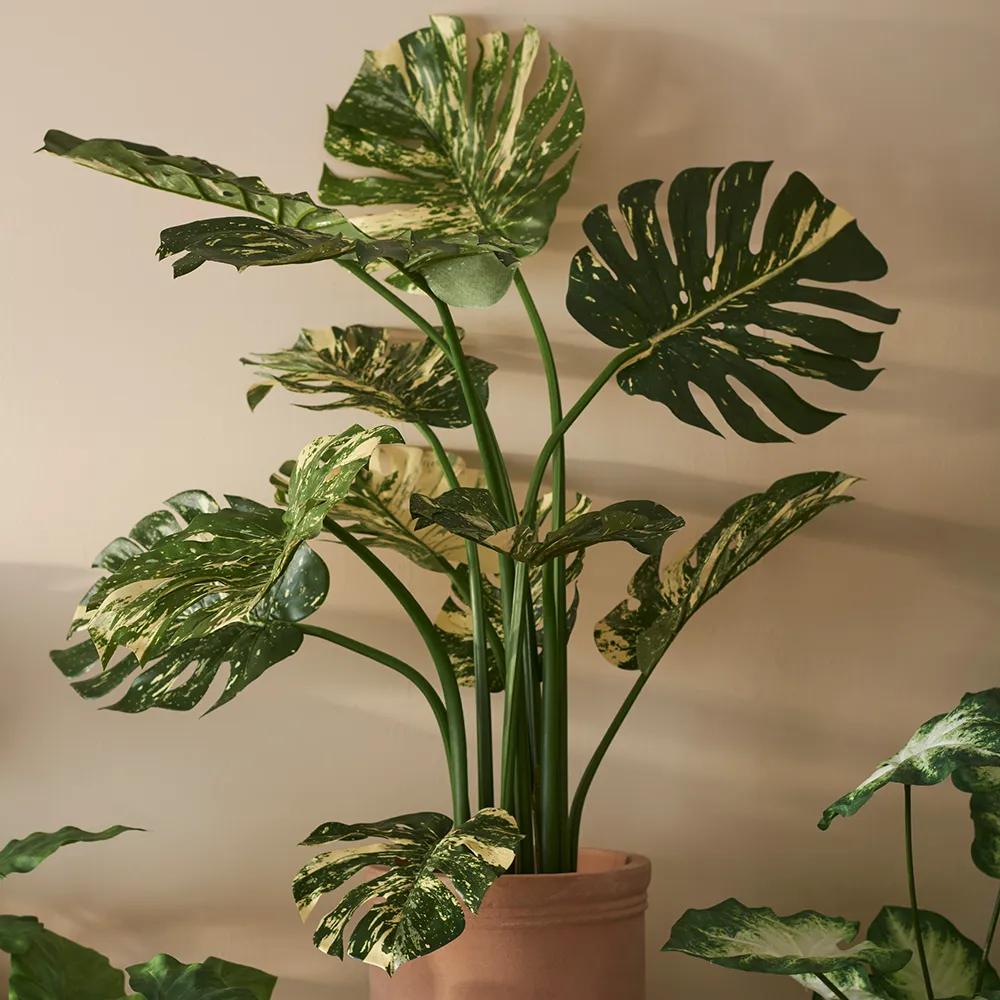 Monstera 110 cm Grön 