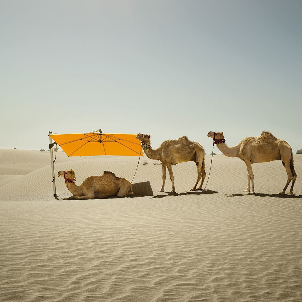 Sombrano S+ frihängande parasoll 350x350 cm kat.4 antracite alu / 404 white 