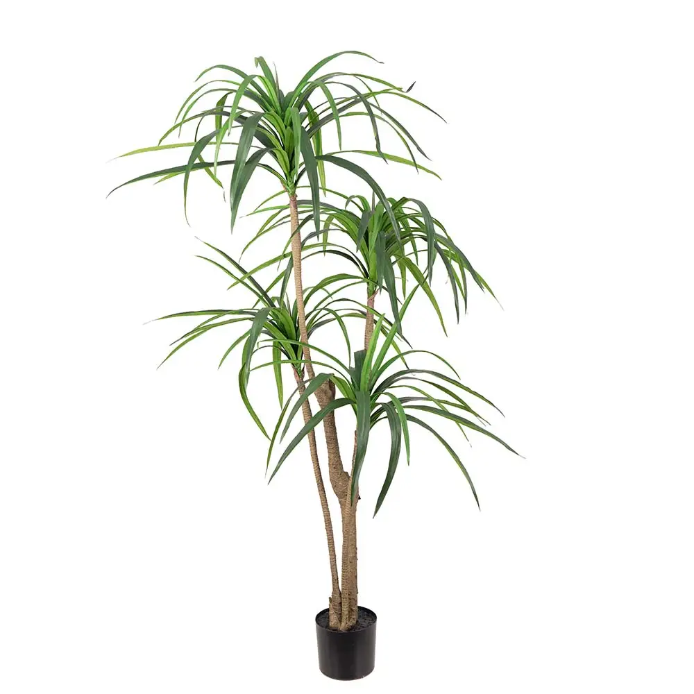 Dracena Palm 150 cm