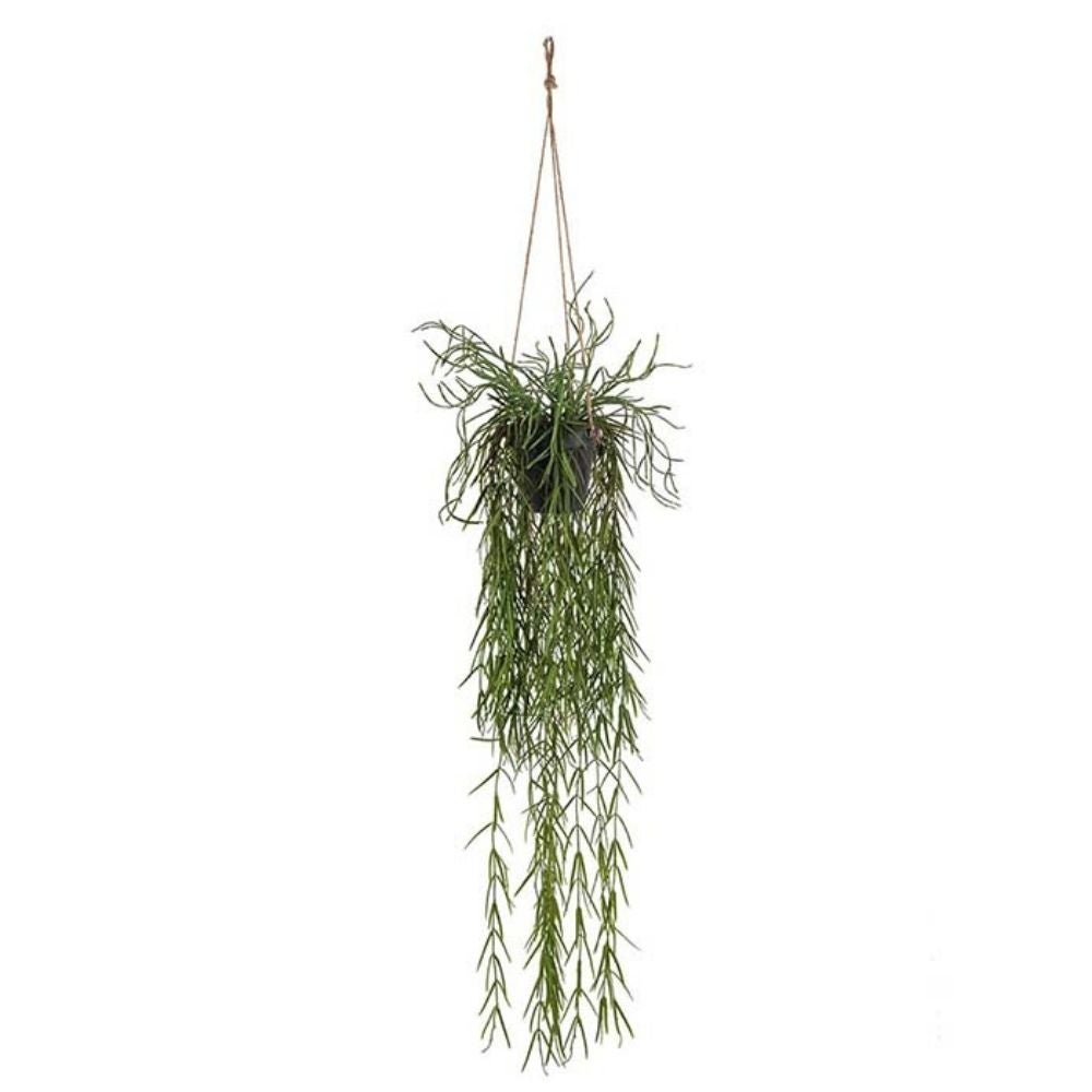 Rhipsalis