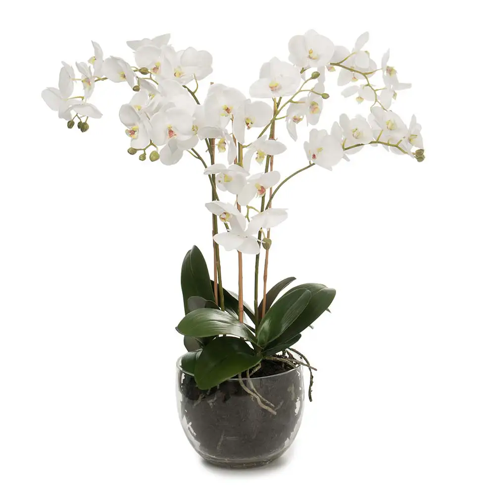 Mr Plant Phalaenopsis Orkidée 70 cm Vit