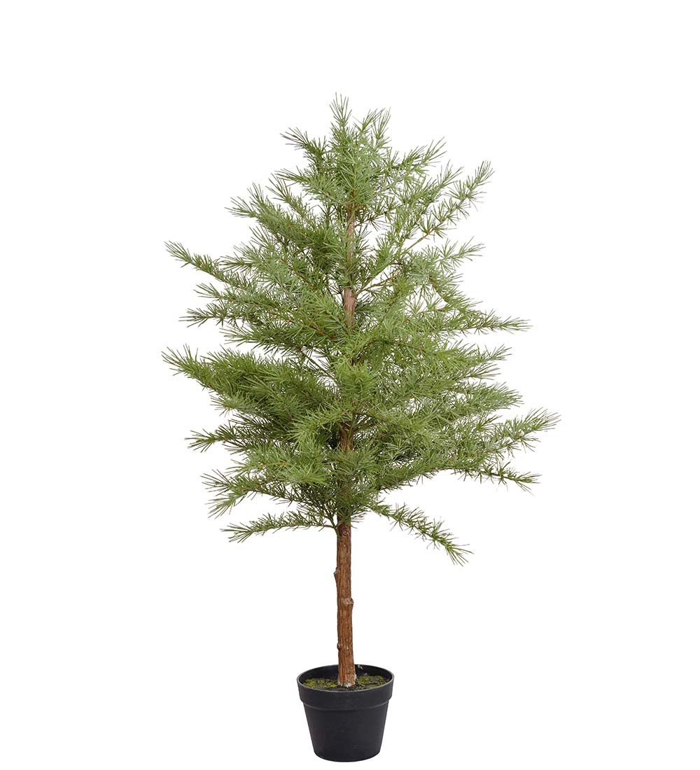 Mr Plant, Lärkträd 120 cm