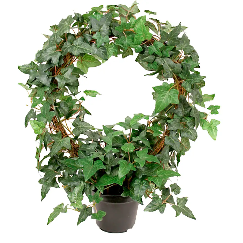 Mr Plant, Murgröna 45 cm