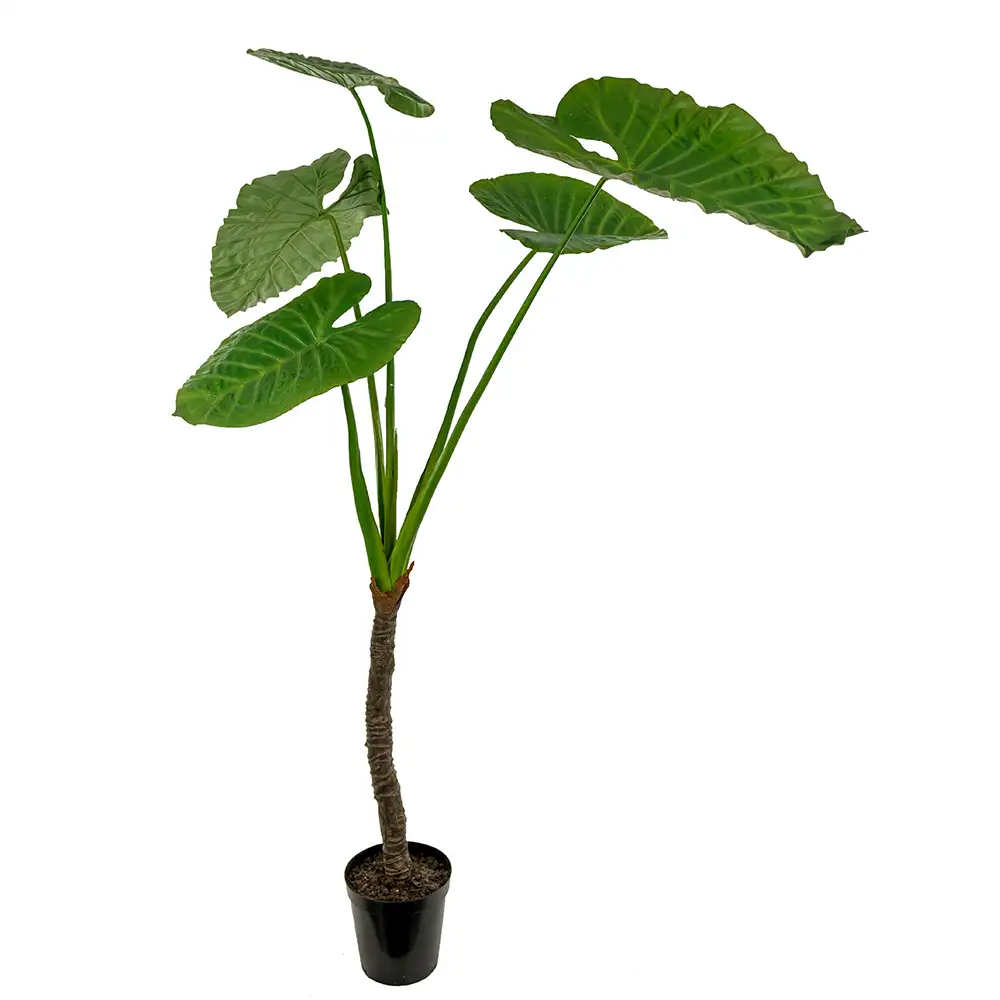 Mr Plant, Alocasiaträd 220 cm