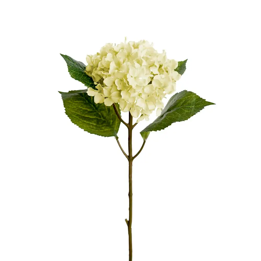 Produktfoto för Hortensia snittblomma vit