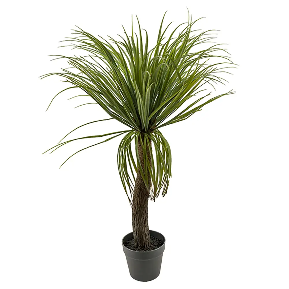 Mr Plant Flaskliljaträd 90 cm