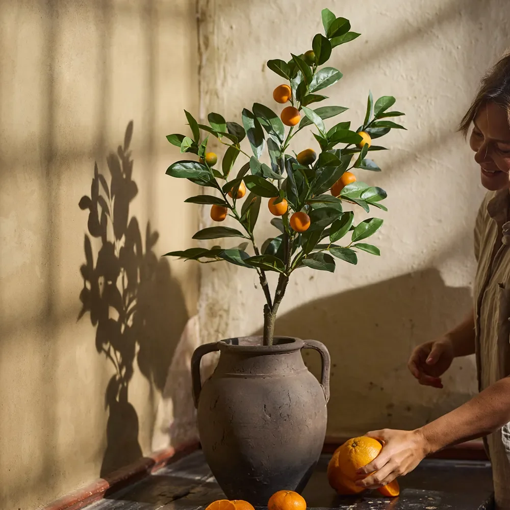 Citrusträd 150 cm 