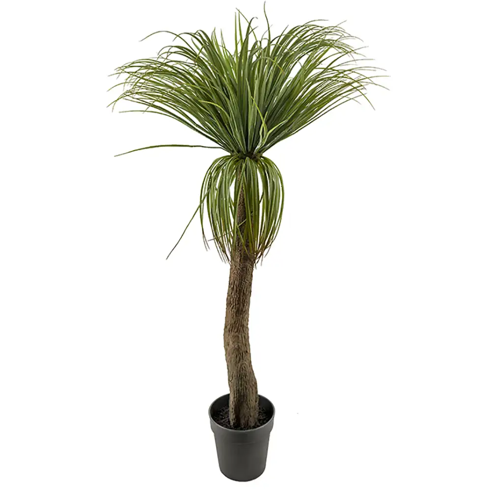 Mr Plant Flaskliljaträd 130 cm