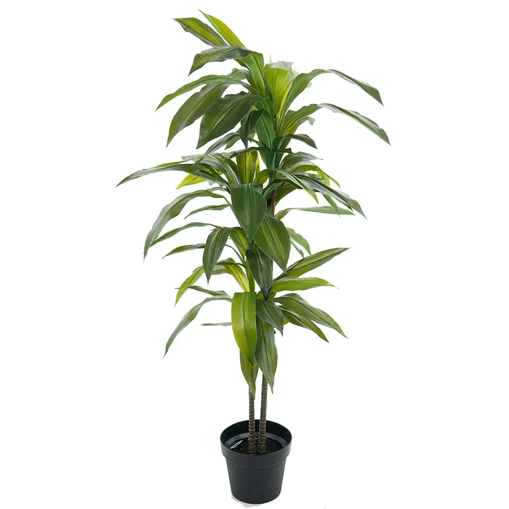 Mr Plant Dracenaträd 100 cm