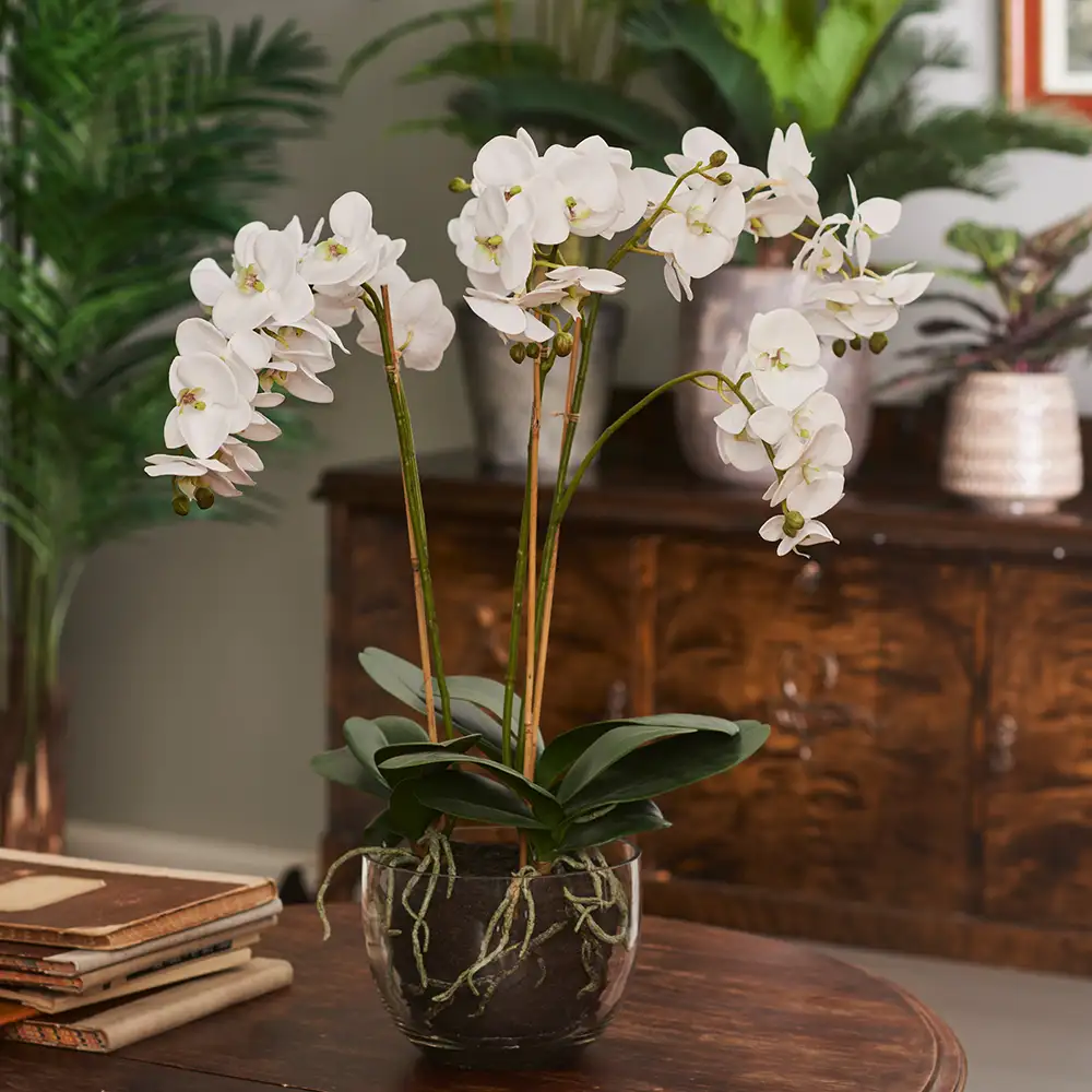 Alternativ bild 1 för Mr Plant, Phalaenopsis Orkidée 65 cm Vit