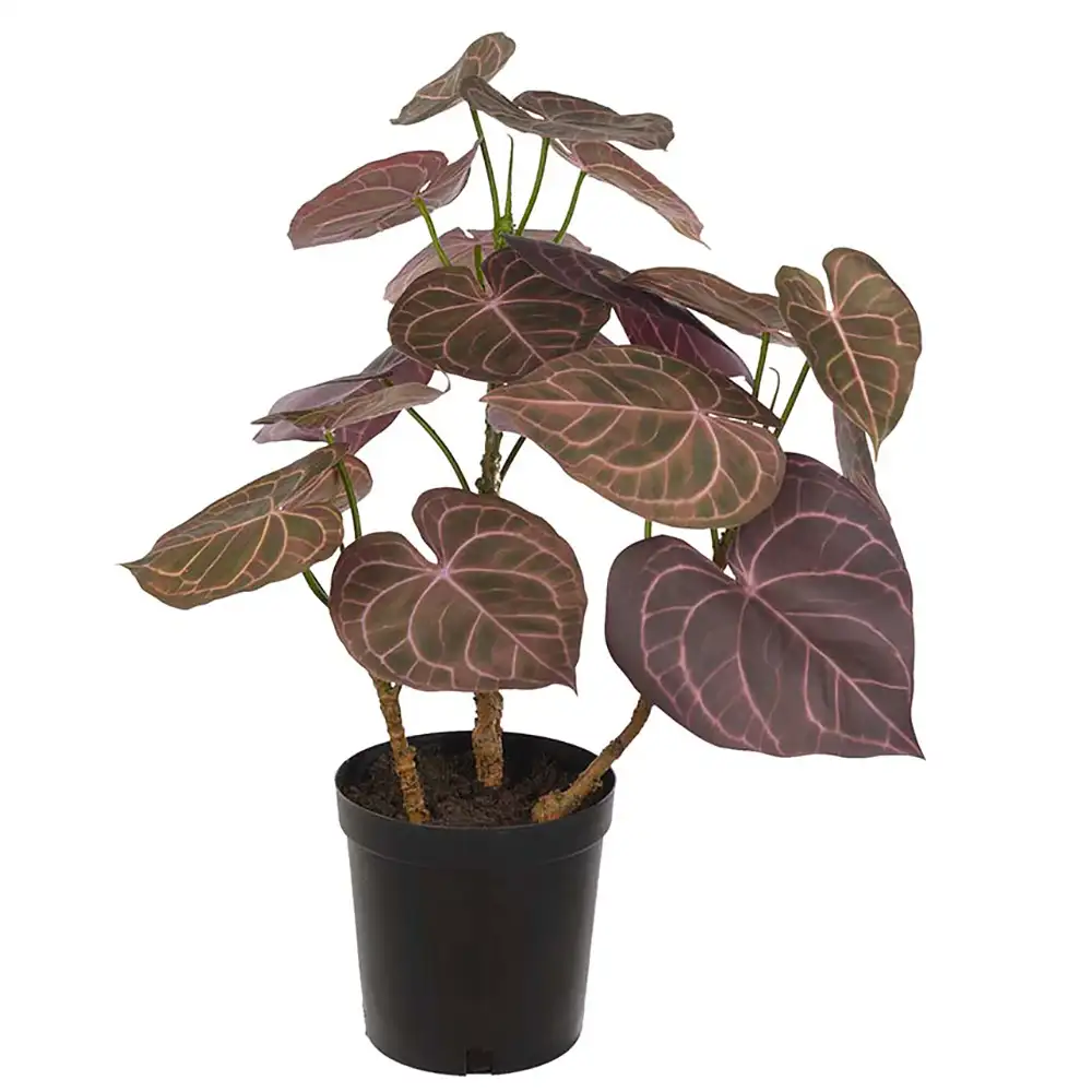 Mr Plant Anthurium Krukväxt 65 cm