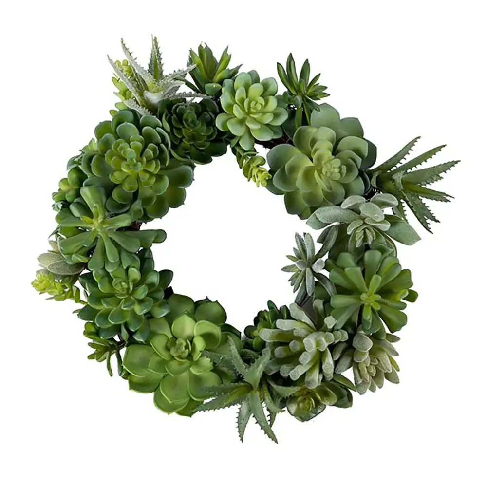 Mr Plant, Succulentkrans