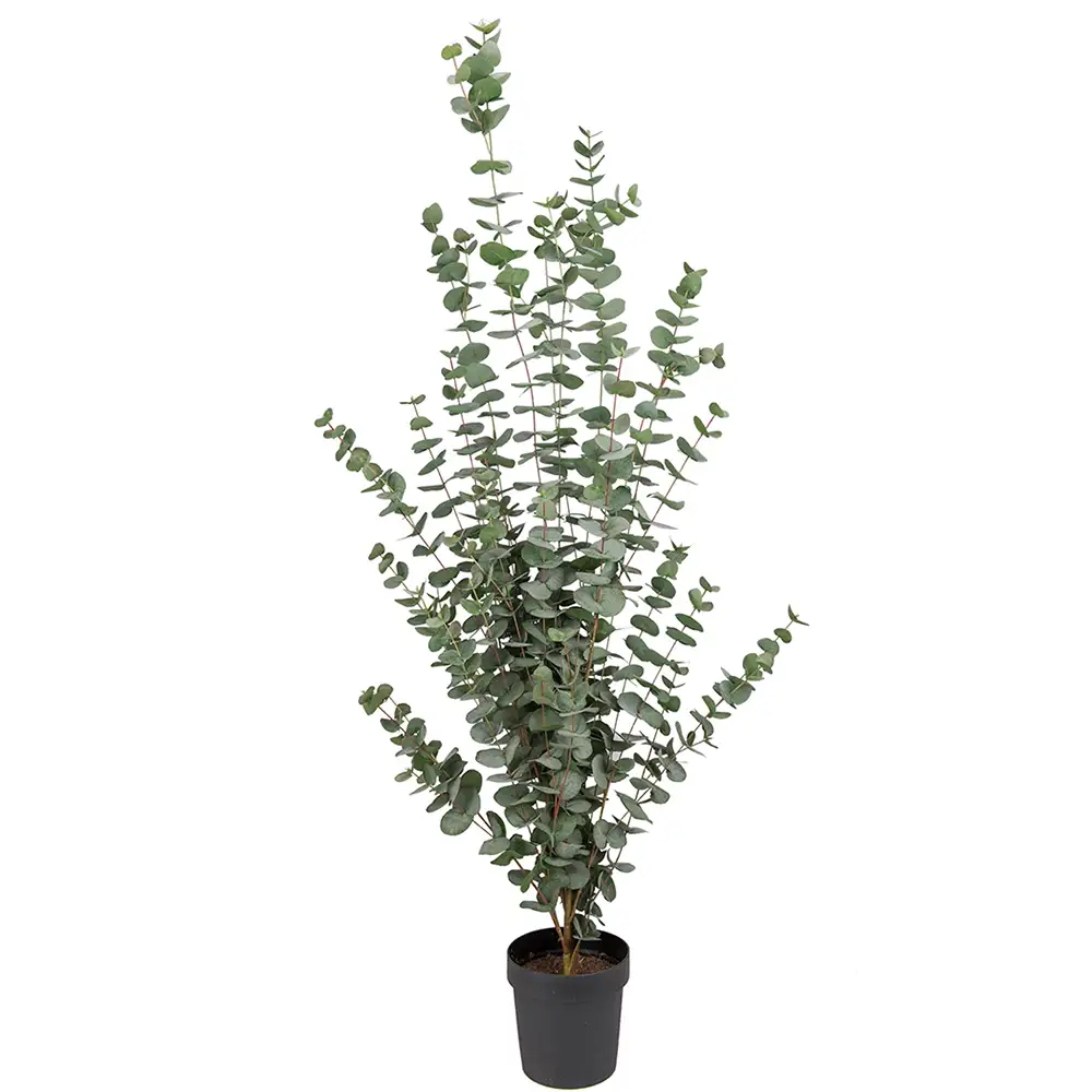 Mr Plant Eucalyptusträd 170 cm