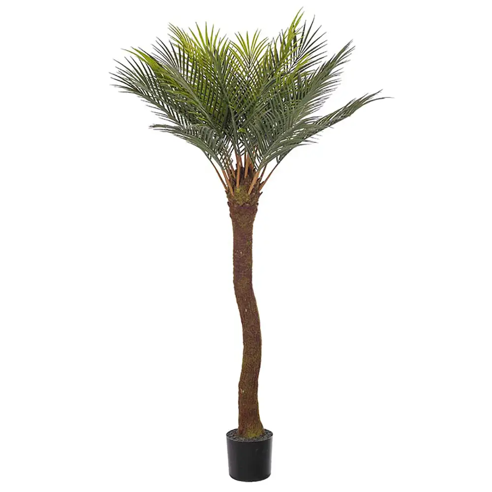 Mr Plant Cycas Palm 90 cm