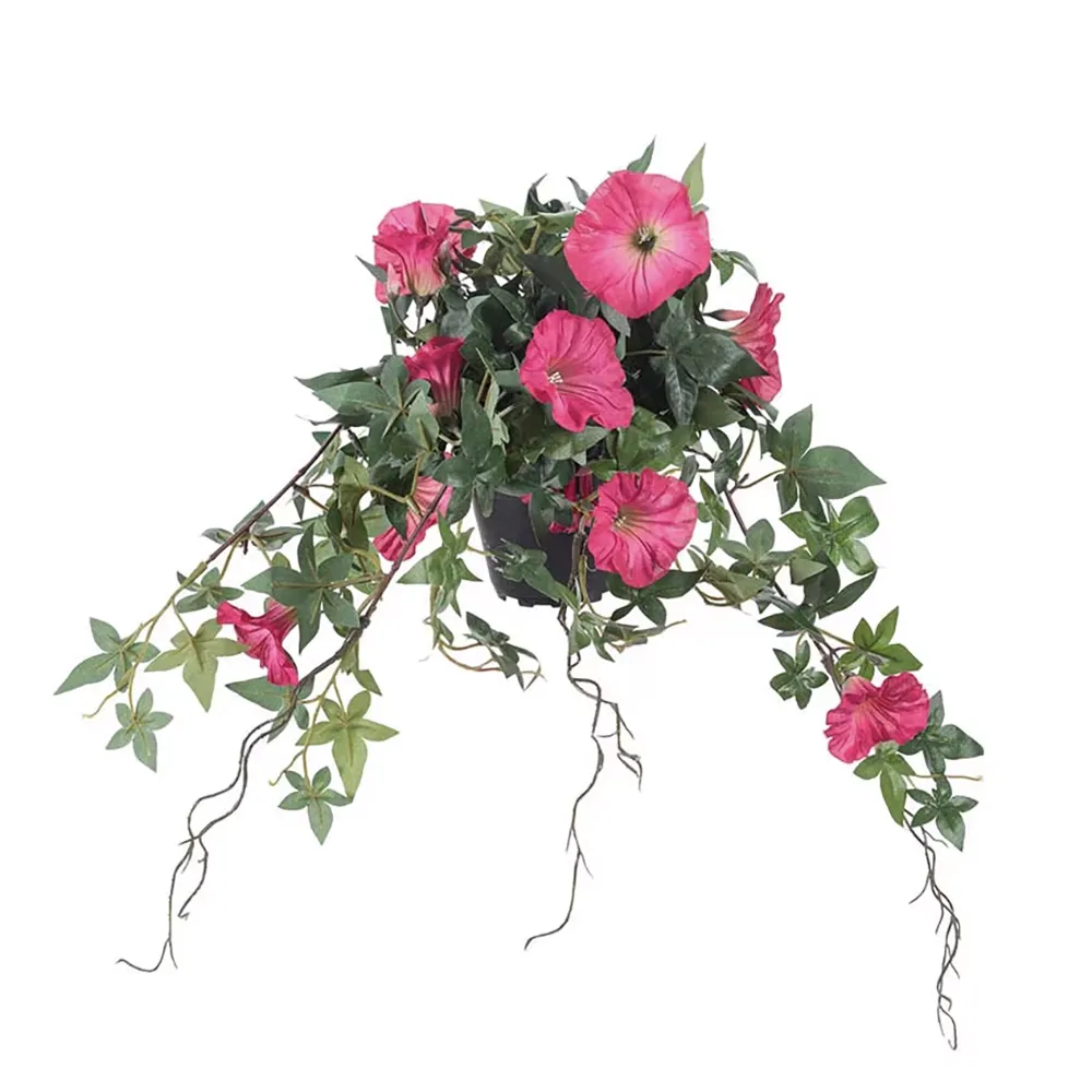 Blomman för dagen Rosa