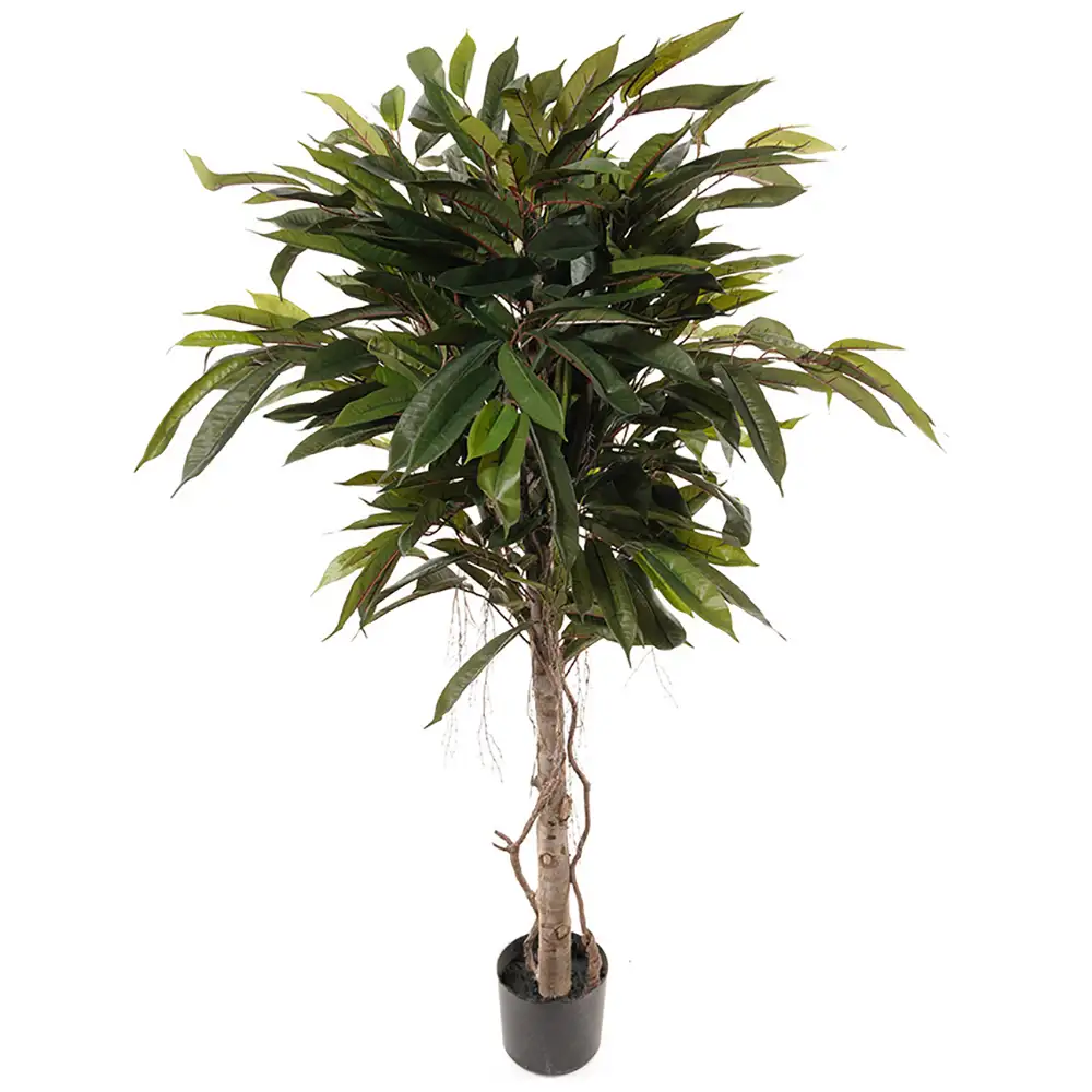 Mr Plant Longifoliaträd 150 cm