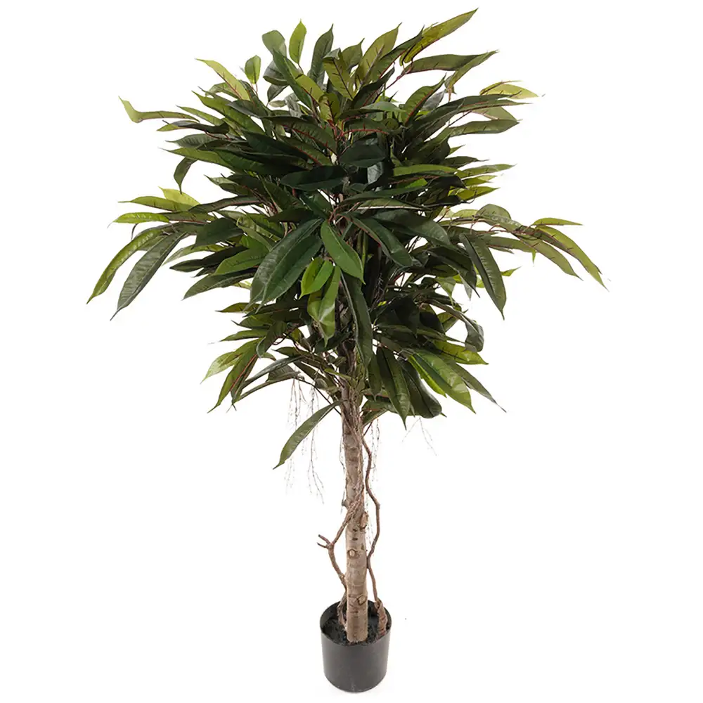 Produktfoto för Mr Plant, Longifoliaträd 150 cm