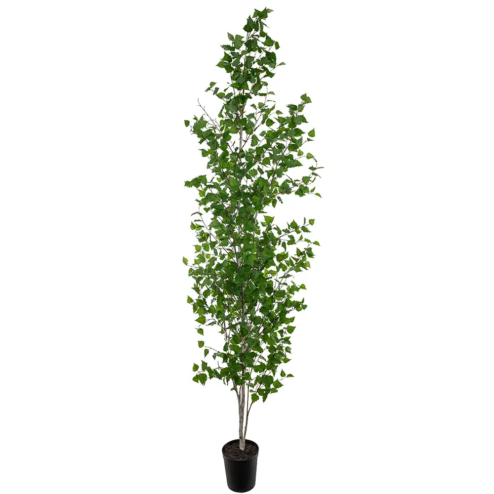 Mr Plant Björkträd 300 cm