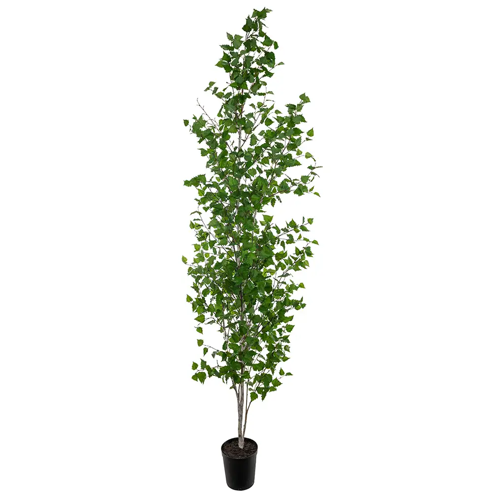 Mr Plant, Björkträd 300 cm