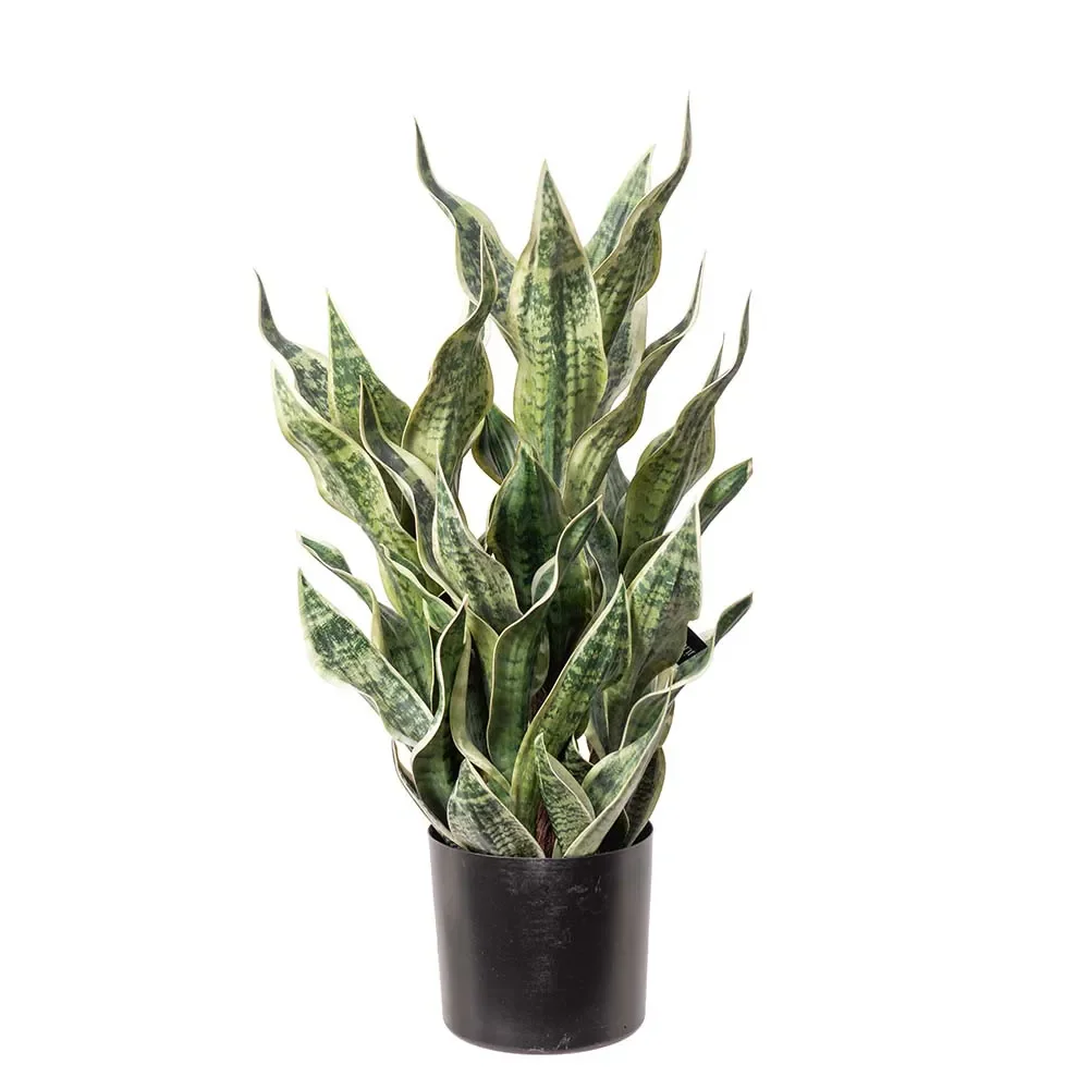 Mr Plant, Sansiveria i kruka  80 cm