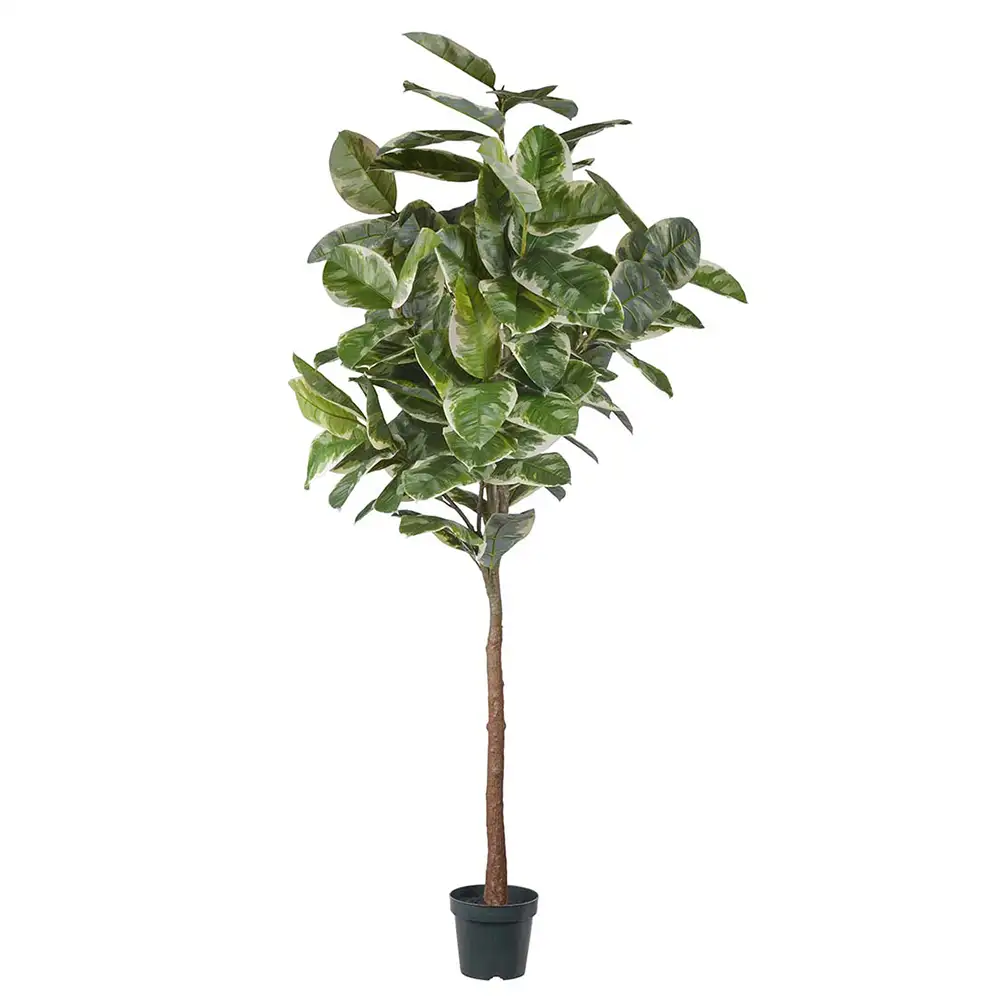 Mr Plant Fikus Elastica 240 cm