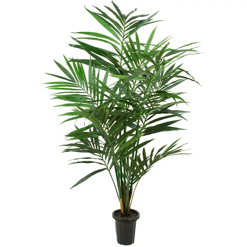 Produktfoto för Mr Plant, Kentia Palm 150 cm
