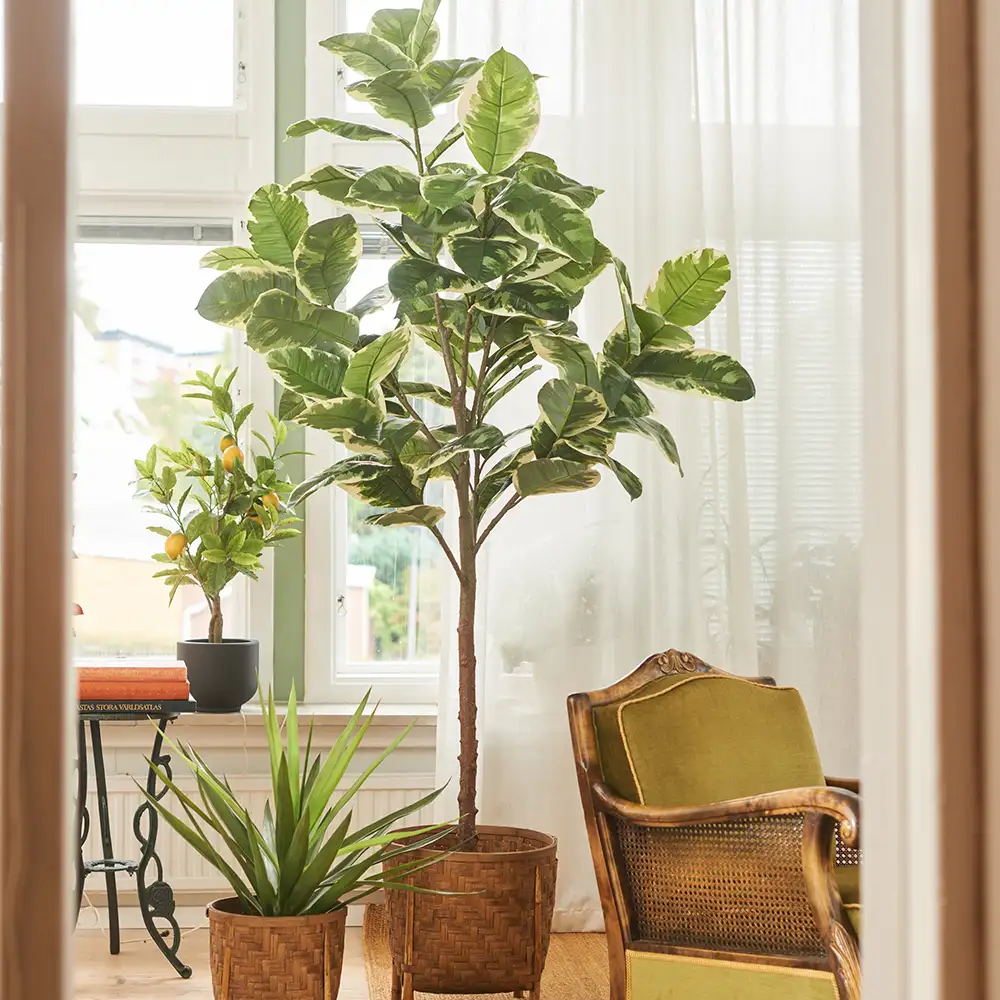 Fikus Elastica 190 cm 