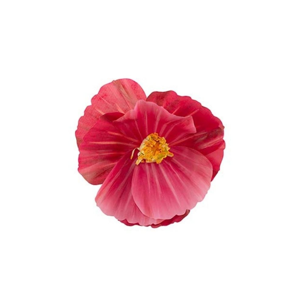 Blomma Signe vägg Cerise