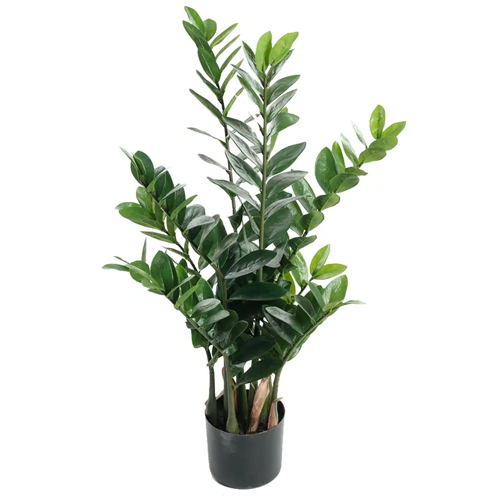 Mr Plant Zamifolia Krukväxt 90 cm