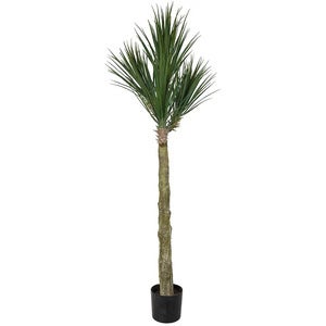 Yucca Rostrataträd 180 cm 