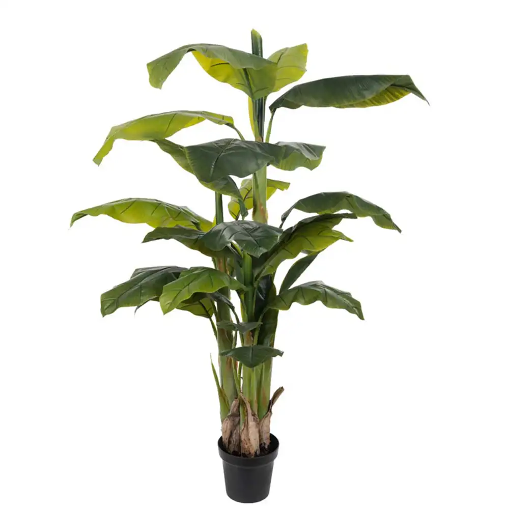 Mr Plant Bananträd 150 cm 2-pack