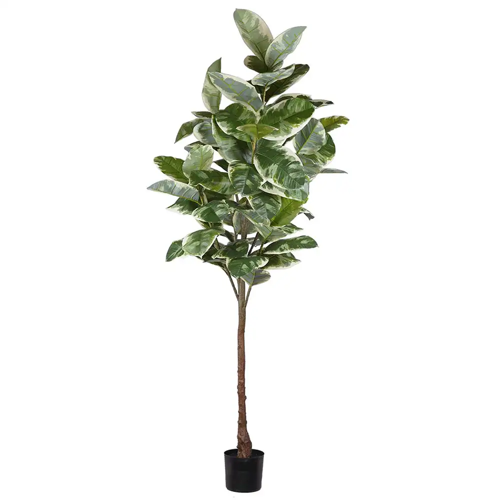 Mr Plant Fikus Elastica 220 cm