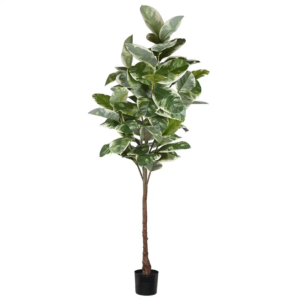 Produktfoto för Mr Plant, Fikus Elastica 220 cm