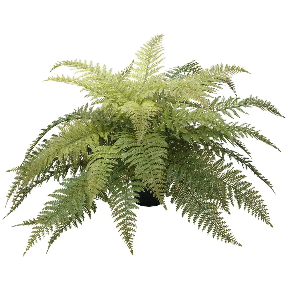 Mr Plant Ormbunke 45 cm