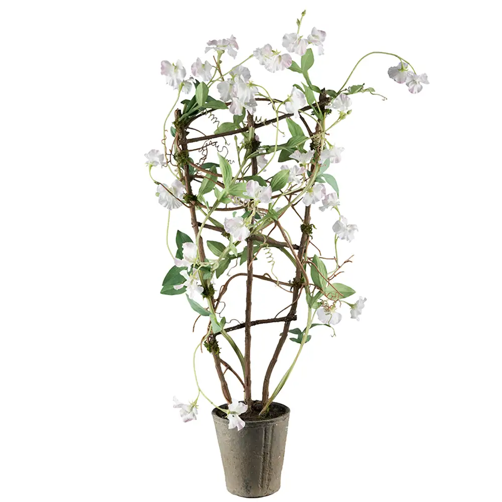 Mr Plant, Luktärt Krukväxt 90 cm Vit