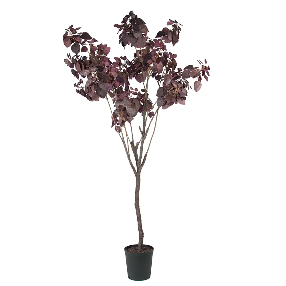 Mr Plant Cotinusträd 200 cm
