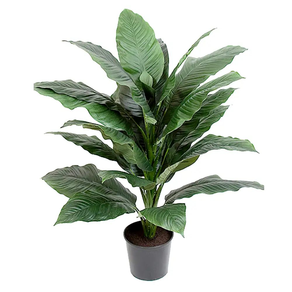 Mr Plant Spathifyllum Krukväxt 105 cm