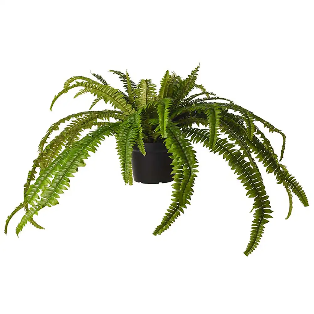 Mr Plant Ormbunke 55 cm Grön