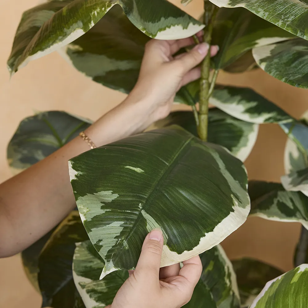 Fikus Elastica 190 cm 