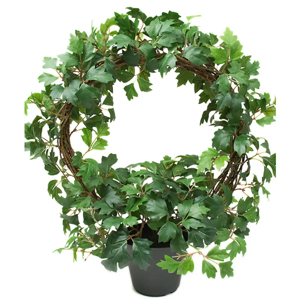 Cissus Krukväxt 45 cm 