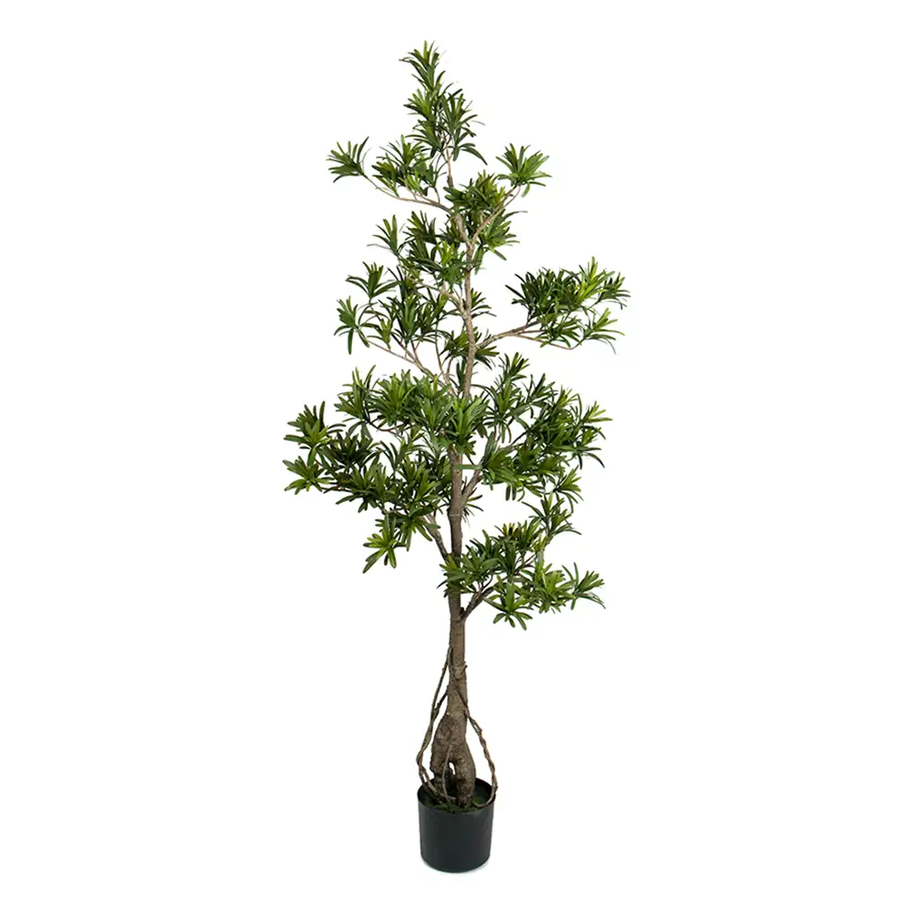 Mr Plant Podocarpusträd 150 cm