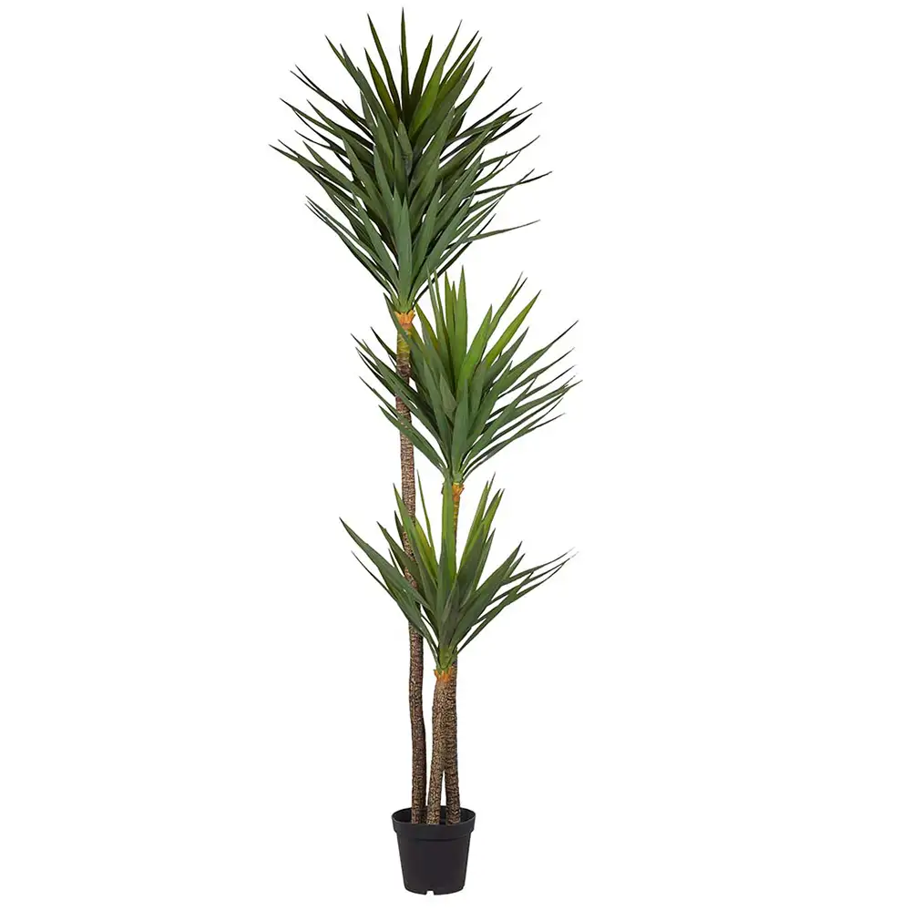 Mr Plant Yuccaträd 250 cm Grön